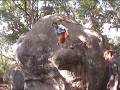 bleau_boulder61